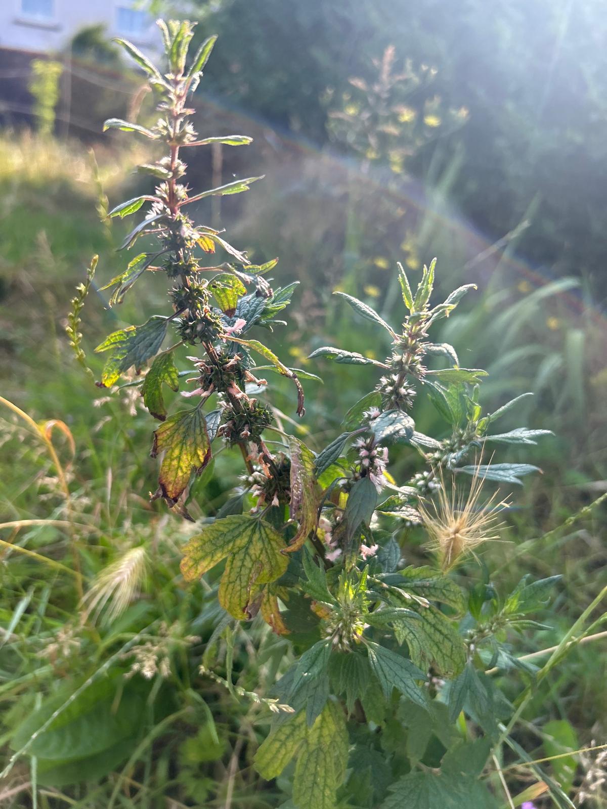 Native wildflowers from the Avon Wildlife Trust help support insect and bird biodiversity